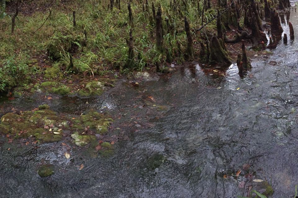 A clear spring run flowing under forest