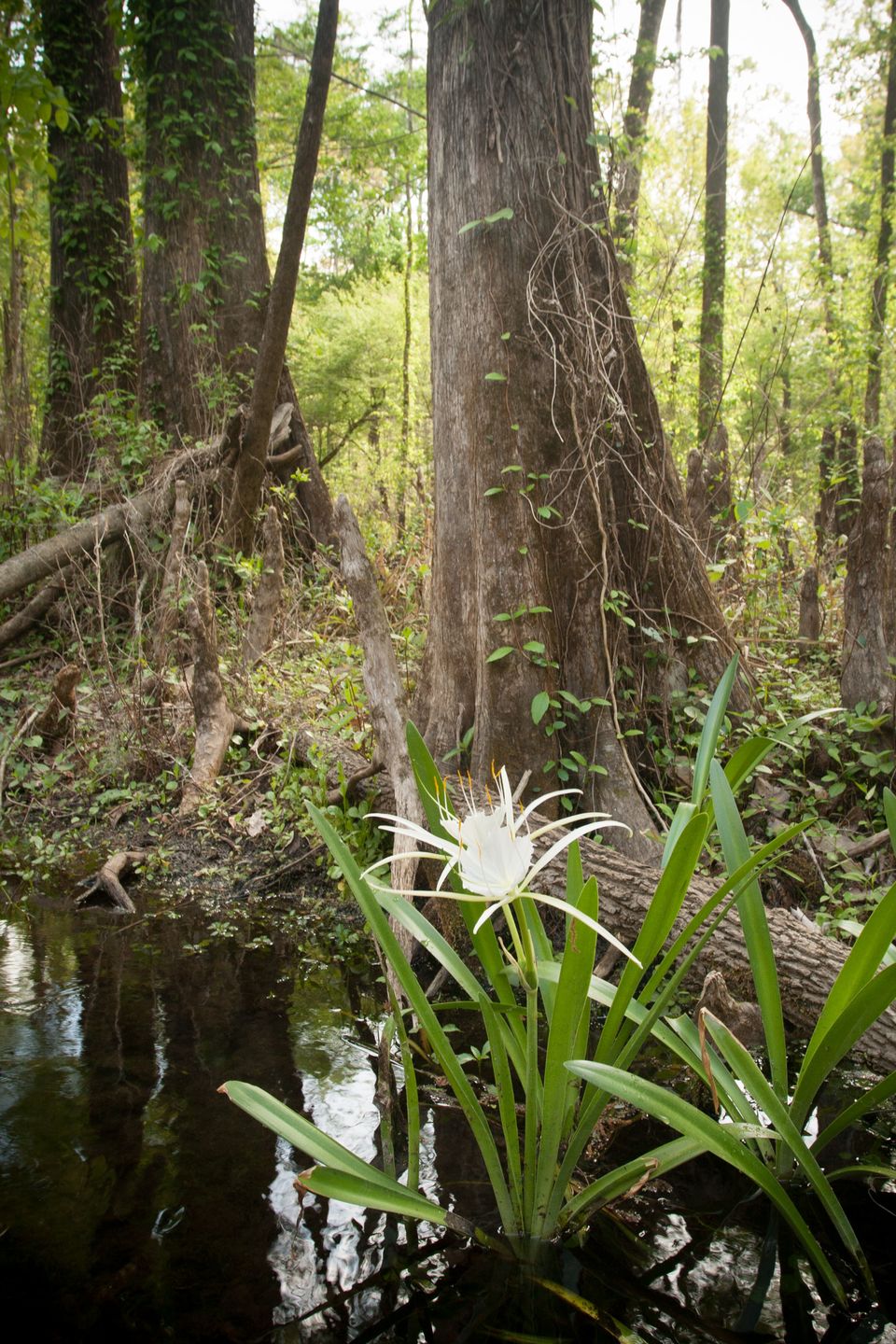 A white spider lily in front of cypress trunks in dark water