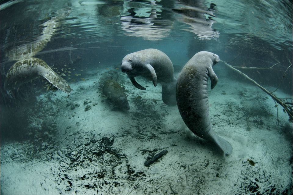 Two manatees above a sandy spring floor, a third dimly behind