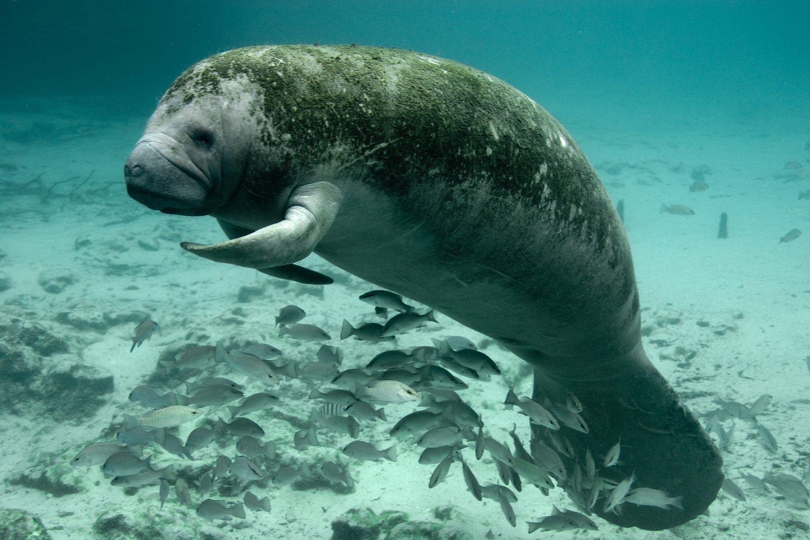 A manatee resting in clear water above a school of snapper over a sandy floor
