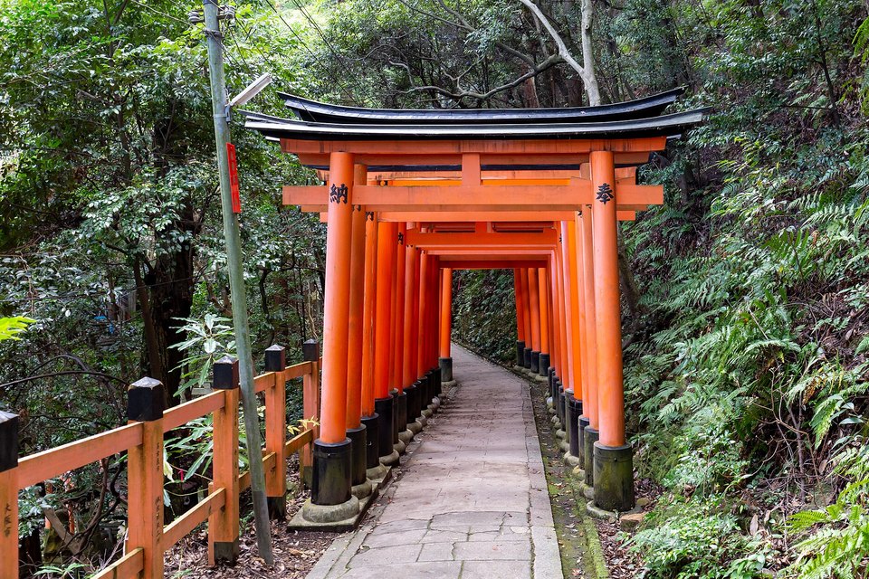 A path passing under orange torii gates that climb between dark green forest and ferns beside a wooden fence