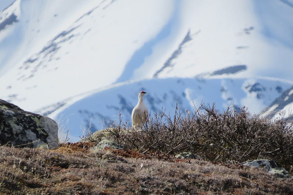 A white-and-brown ptarmigan standing on a rocky tundra ridge in front of a snowy mountainside