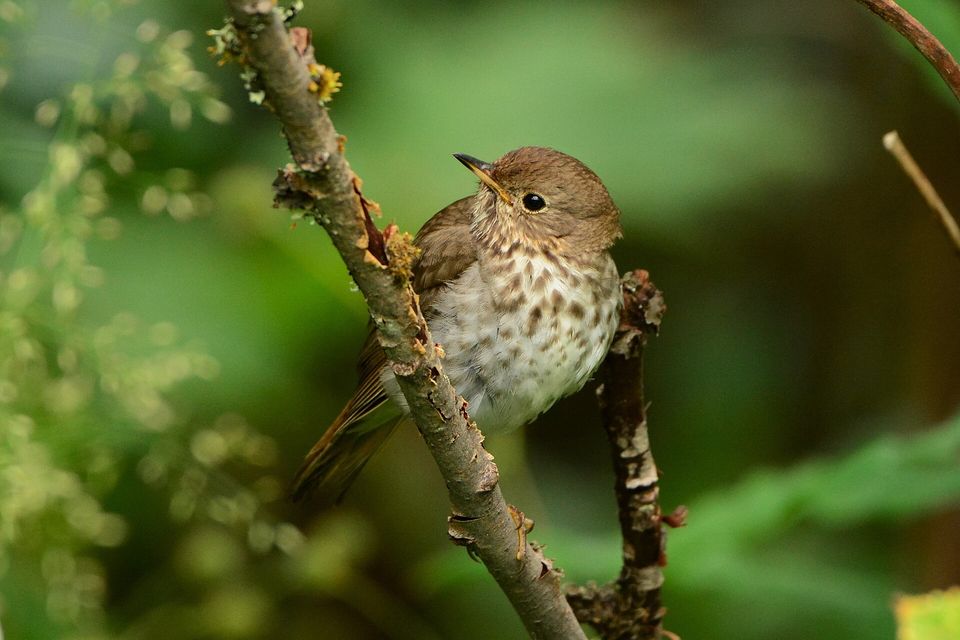 A small brown thrush with a spotted breast clinging to a thin branch against green leaves