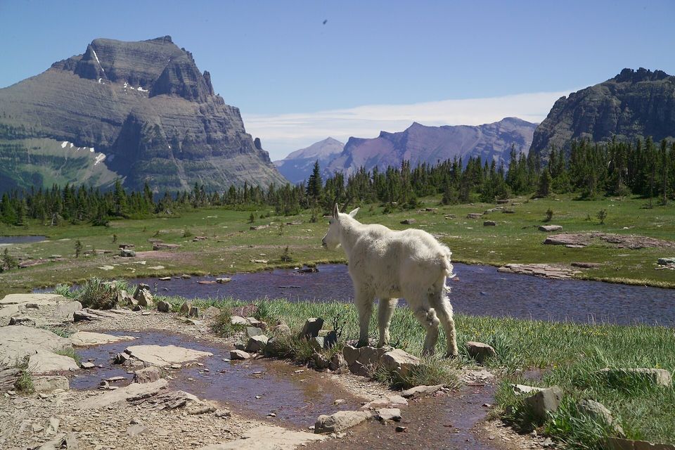 A shaggy white mountain goat standing by a meltwater stream in an alpine meadow, a tall layered peak and a line of firs behind