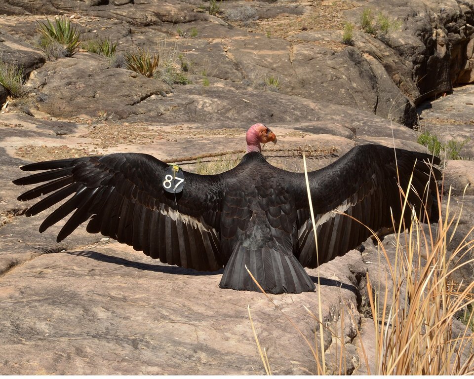 A large black vulture with a pink head and a numbered wing tag, wings spread on sunlit rock