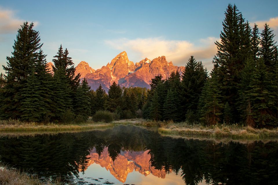 Mountain peaks in alpenglow reflected in a beaver pond between spruce