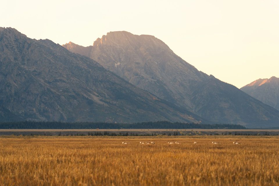 A line of small pronghorn on golden grass at the foot of a mountain range in soft evening light