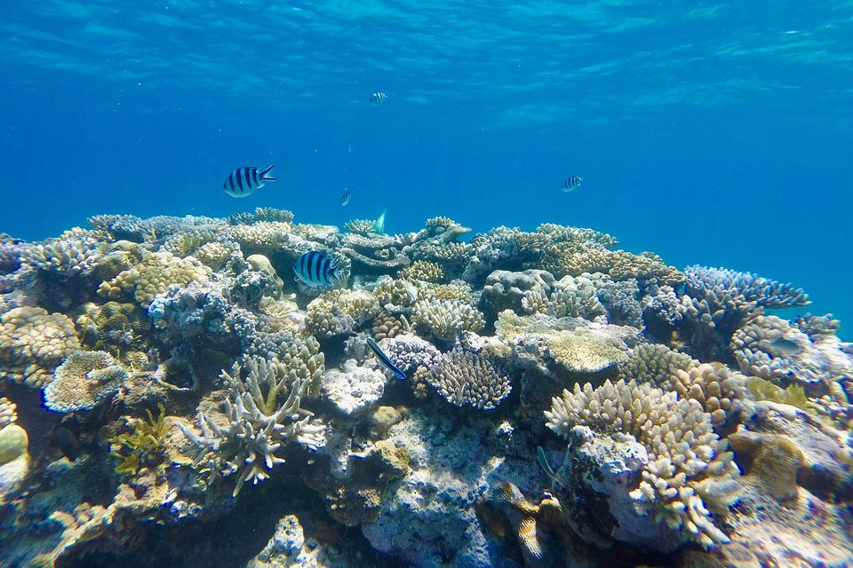 An underwater view of a reef top crowded with branching and plate corals, striped fish swimming above and sunlit blue water at the surface