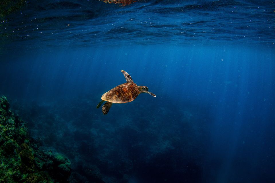 A green turtle swimming in deep blue water crossed by shafts of light, with dark coral at lower left