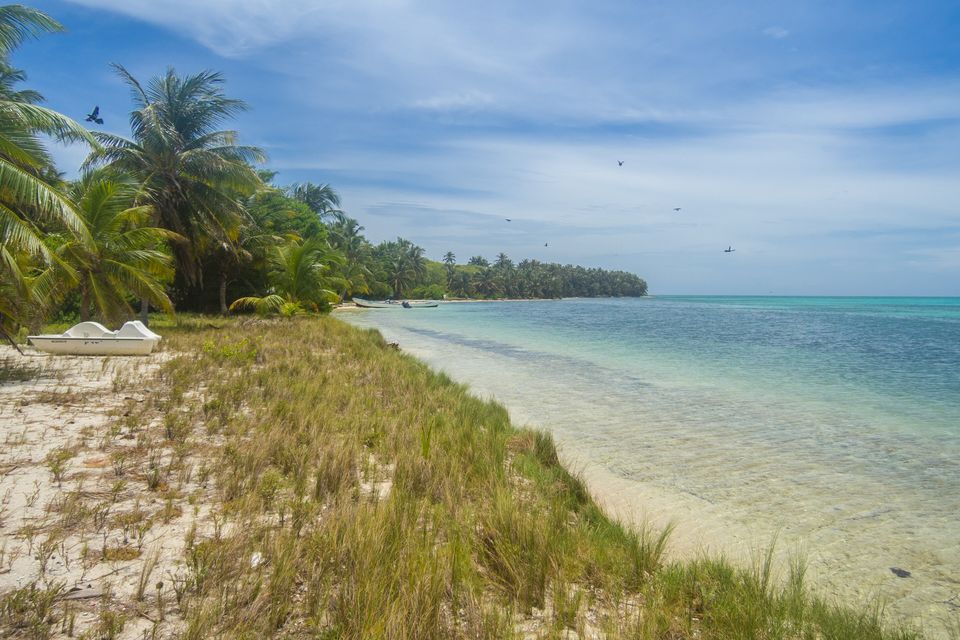 A sandy beach with grass and palms beside clear shallow water, a few birds in the sky
