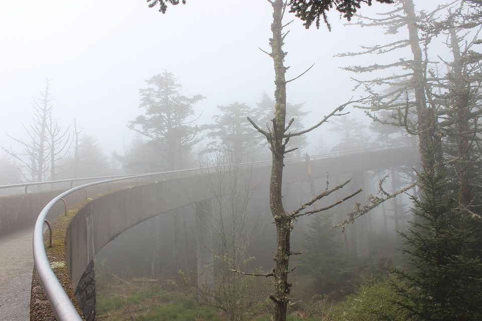 A curved concrete ramp with a steel handrail disappearing into thick fog among bare dead spruce trunks