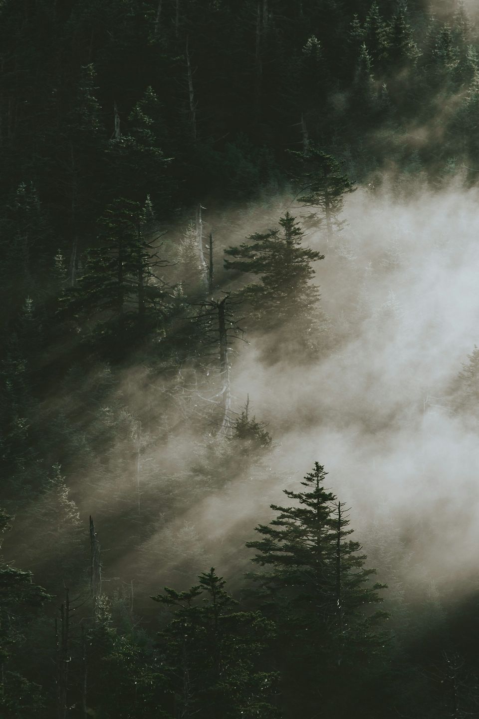 Pale mist lit by a shaft of light drifting through dark spruce forest on a mountainside