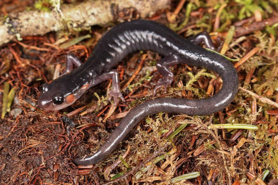 A dark salamander with a red patch on its cheek, crawling over red-brown needles and moss