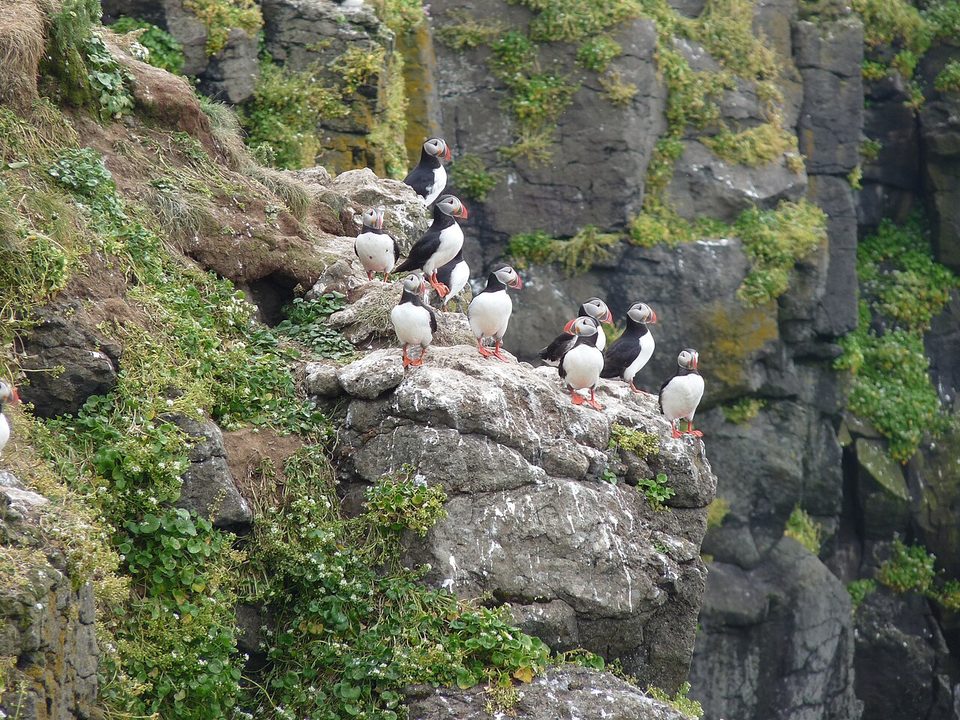 Atlantic puffins perched on a grassy cliff edge above the sea