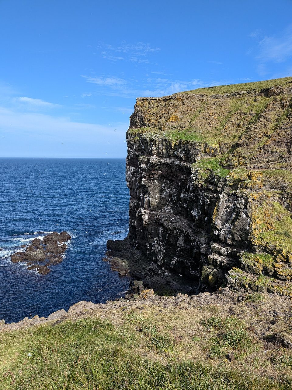 Seabirds crowded on a rock stack below a sea cliff
