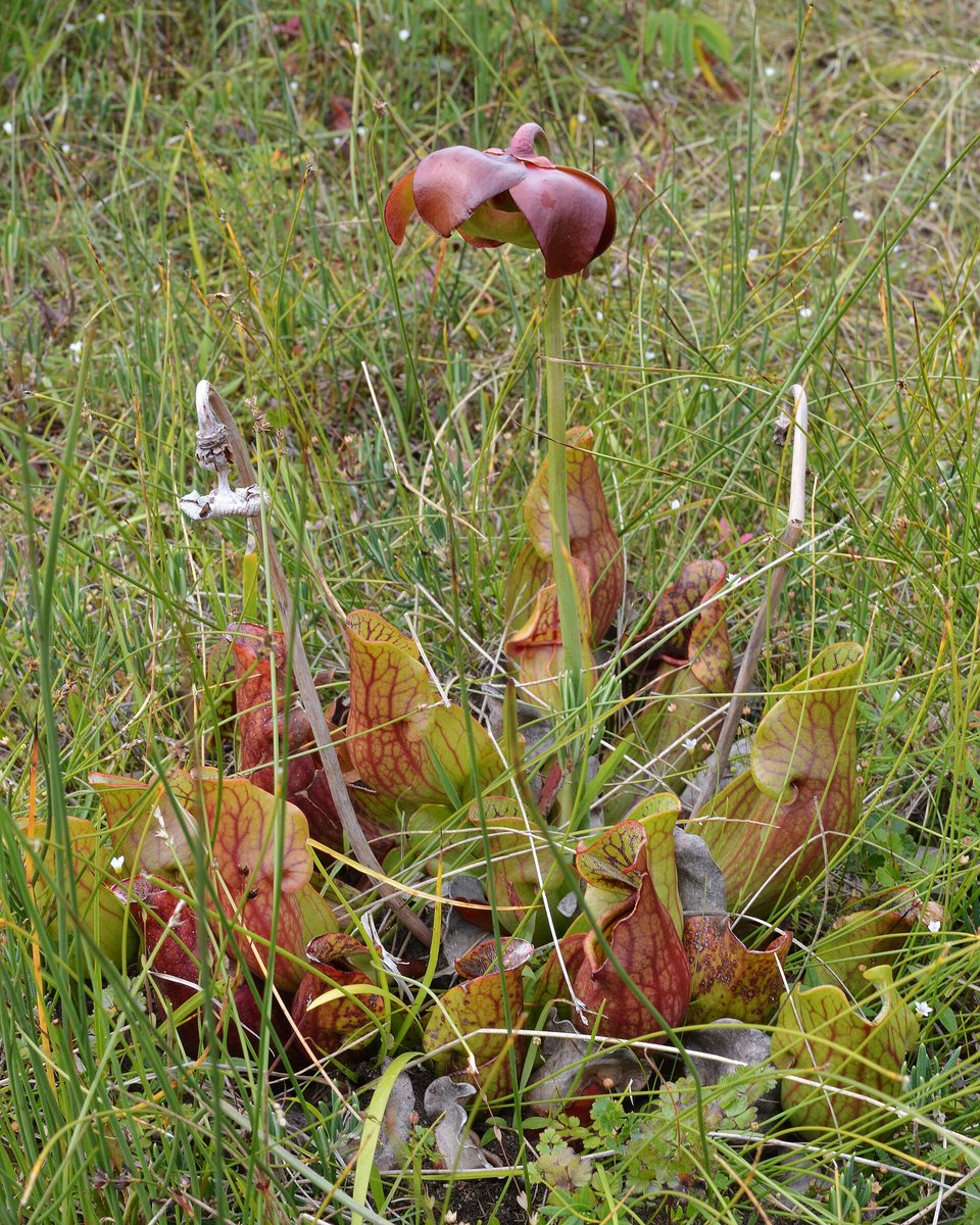 A cluster of red-veined, jug-shaped pitcher leaves in wet grass, one dark red flower nodding on a tall stalk above them