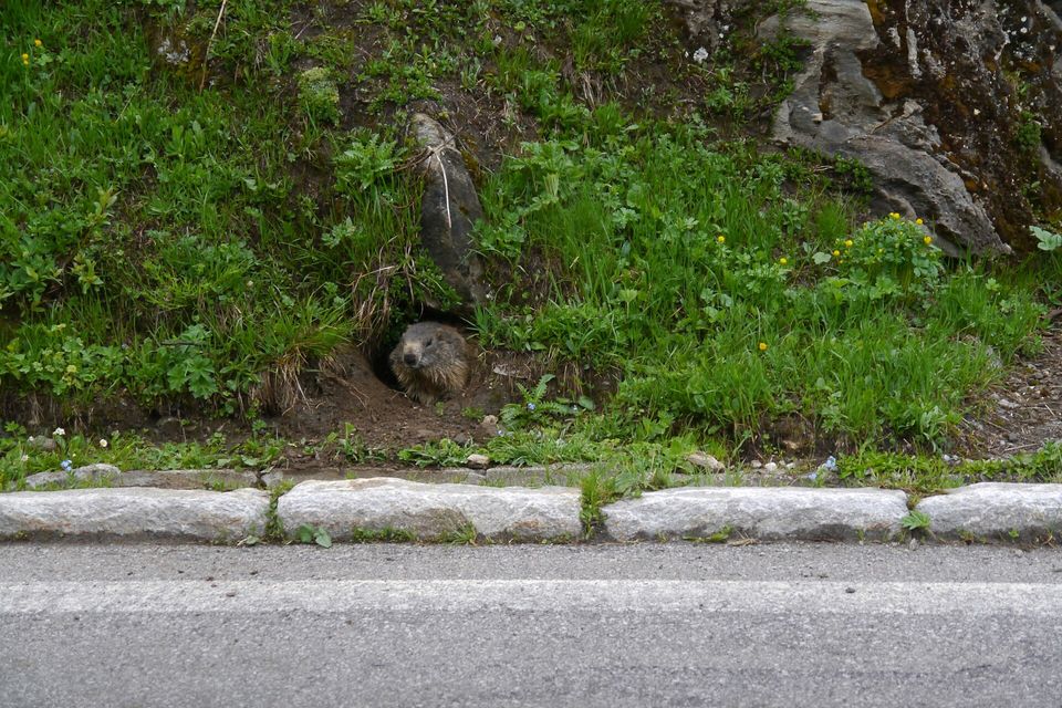 A marmot peering out of a burrow in a grassy bank just above a row of granite kerbstones and the road’s edge