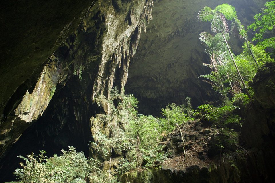 A huge cave opening seen from inside, green ferns and trees growing in the daylight at its mouth, streaked limestone walls rising on either side