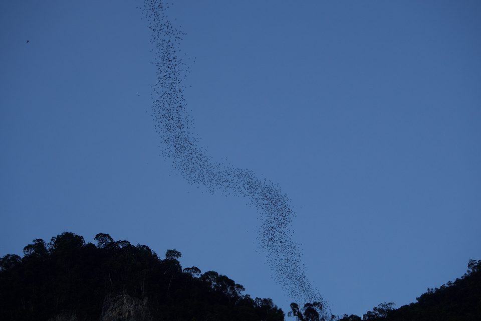 A long twisting ribbon of bats streaming across a deep blue evening sky above a dark forested ridge