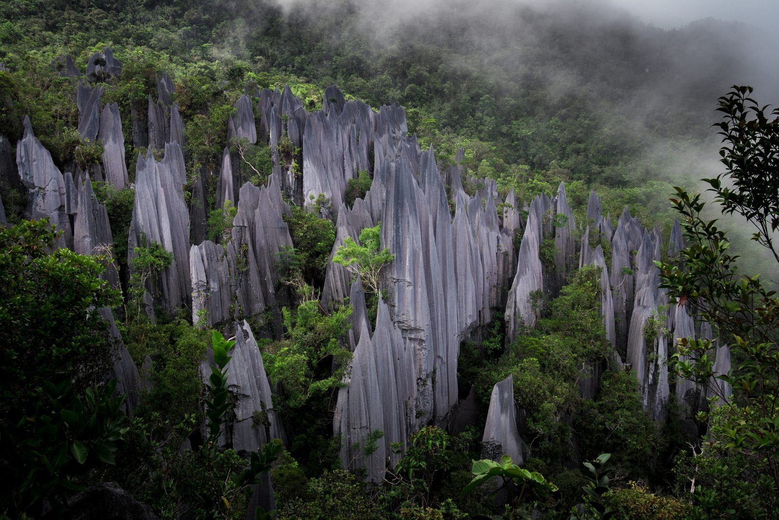 A forest of tall grey limestone blades rising out of green rainforest on a mountainside, low cloud drifting over the slope behind