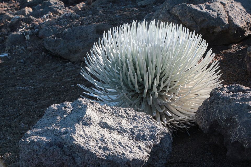 A single silver rosette plant glowing in low sun among dark lava blocks