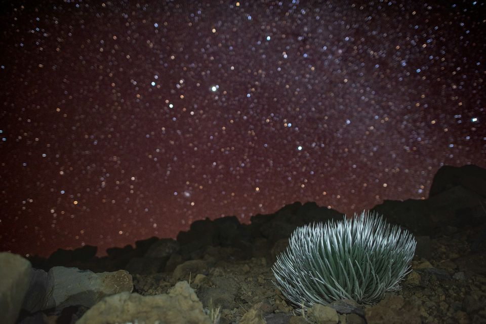 A silvery plant in the foreground beneath a dense field of stars