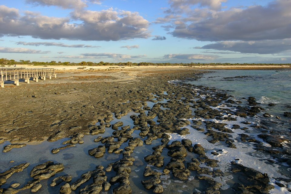 Dozens of dark, rounded stromatolite heads exposed in shallow water at low tide in warm light, a wooden boardwalk at the left