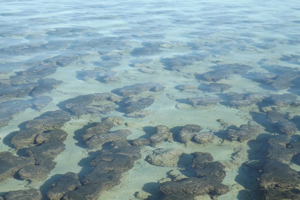 Lumpy grey-brown stromatolite heads under clear, calm, shallow water over pale sand
