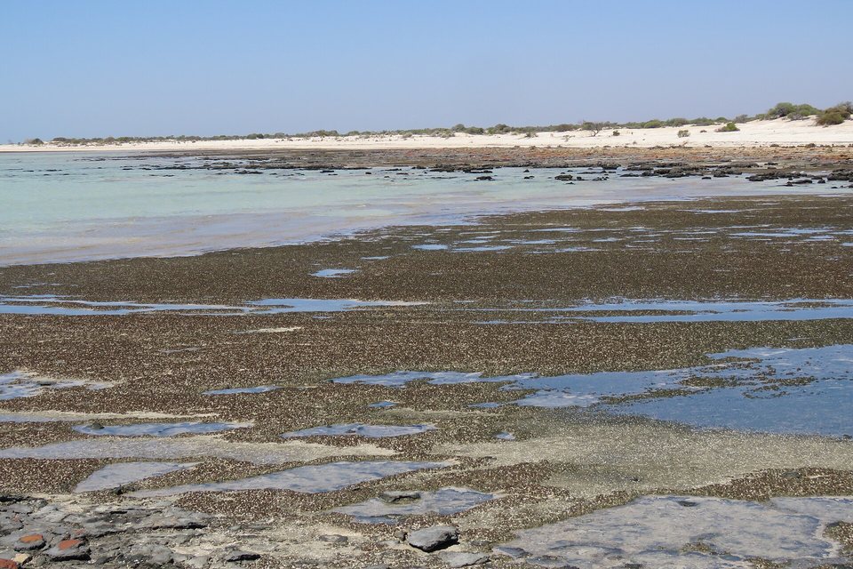 A dark knobbly tidal flat with shallow pools, pale green water beyond and a white dune shore on the horizon