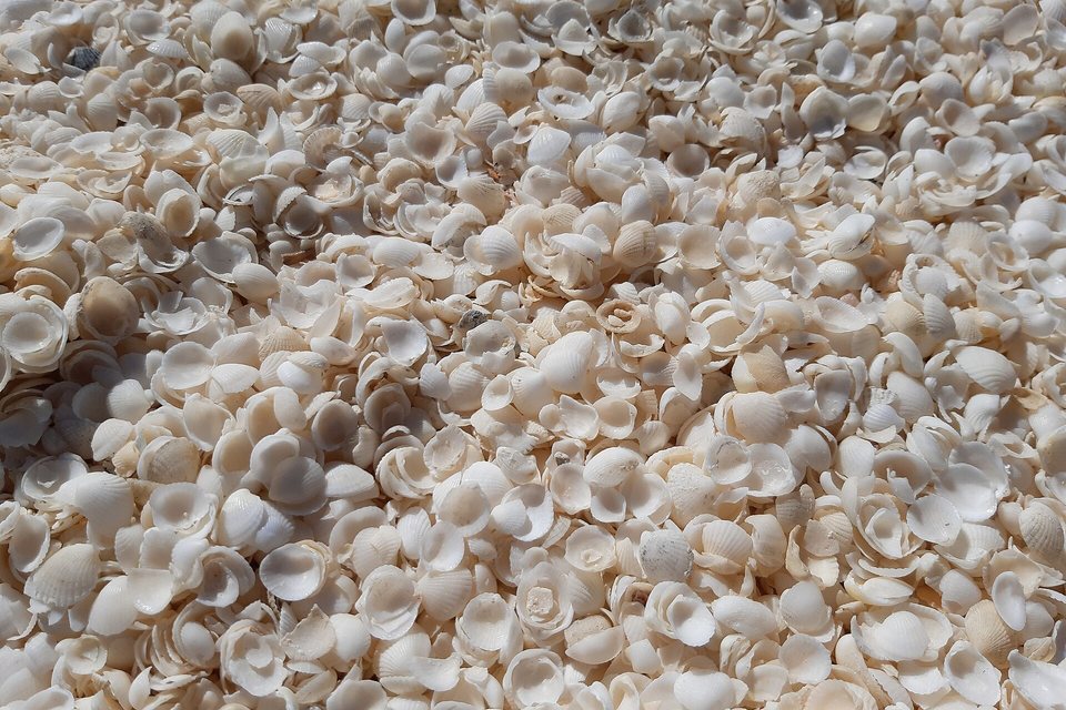 A close view of thousands of small white and cream cockle shells piled loosely together