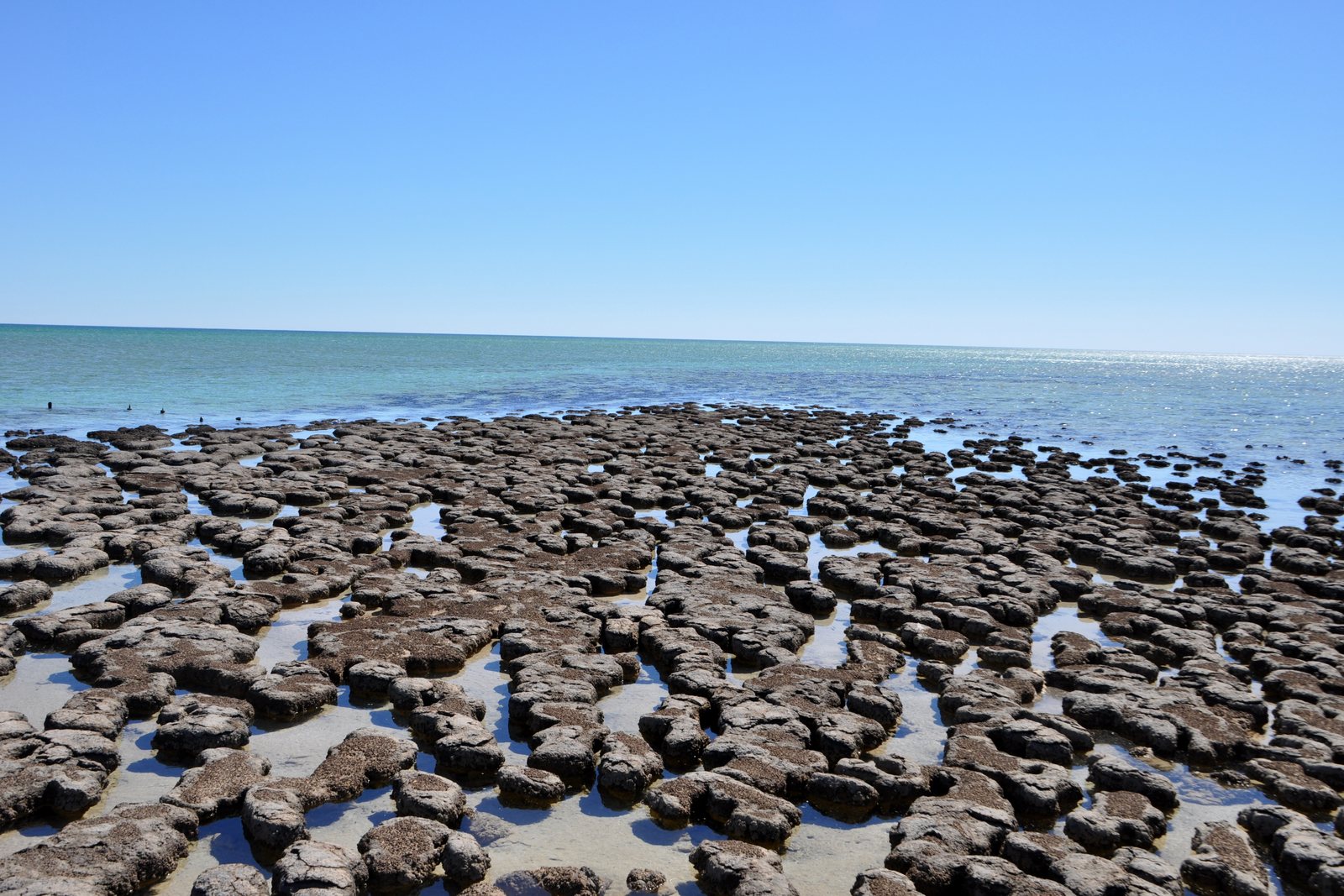 Hundreds of dark dome-topped columns standing in a shallow pool at low tide, packed close across a pale flat, turquoise water and a low horizon behind