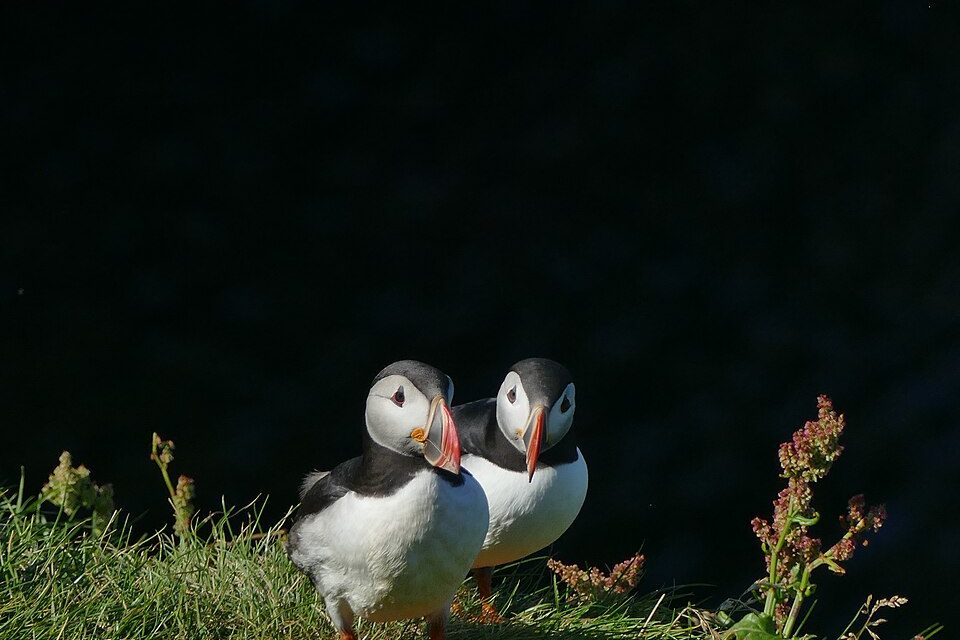 Two puffins with bright orange-and-grey bills stand side by side on a grassy cliff edge against dark sea