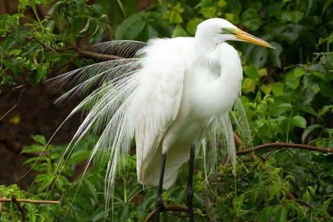 A great egret in full breeding plumes on a green canopy