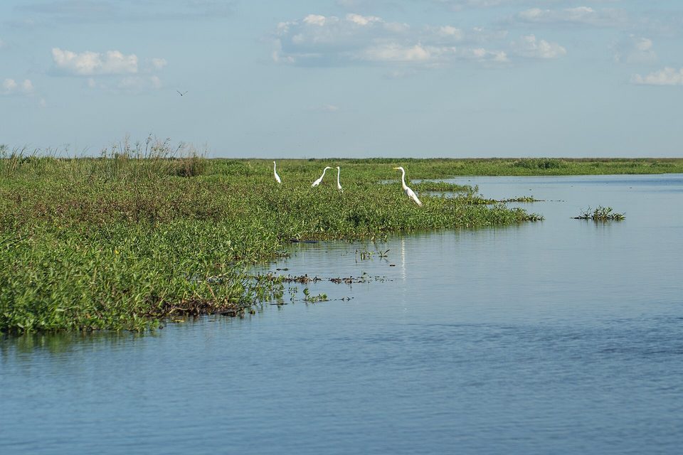 Four white great egrets standing at the edge of a lagoon among floating vegetation in daylight