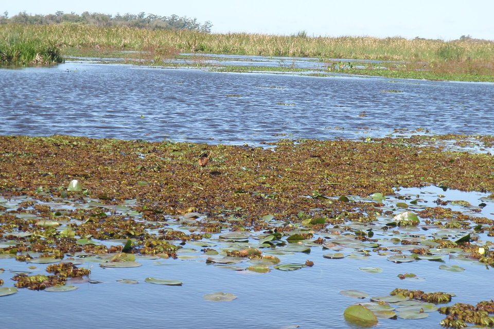 A floating mat of brown and green vegetation and round floating leaves on a wide lagoon, reeds along the far shore