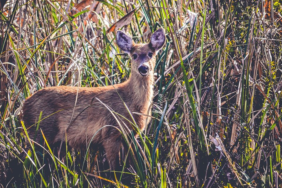 A marsh deer standing in reeds and looking at the camera
