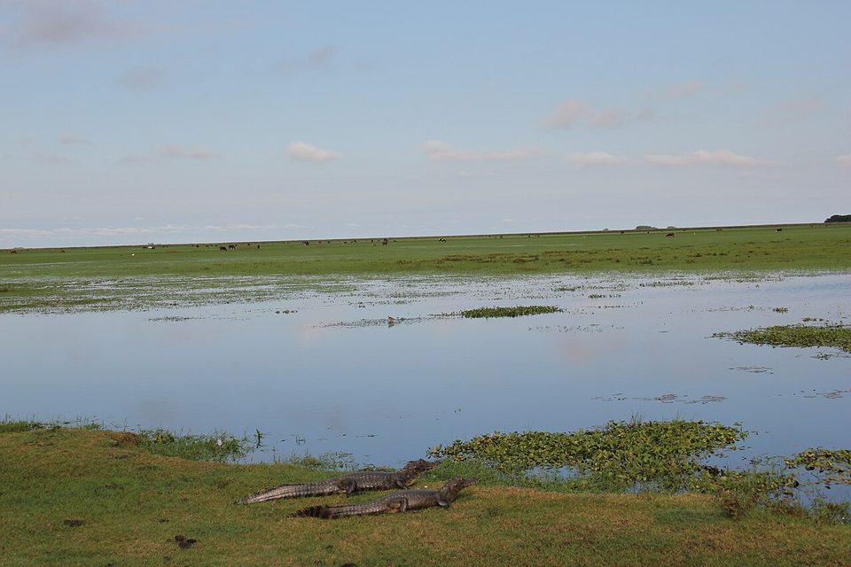 Two caimans resting on the bank of a flooded pasture in flat light