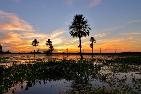 Flooded marsh with water hyacinth and tall palms silhouetted against a glowing dusk sky, still water reflecting the last light