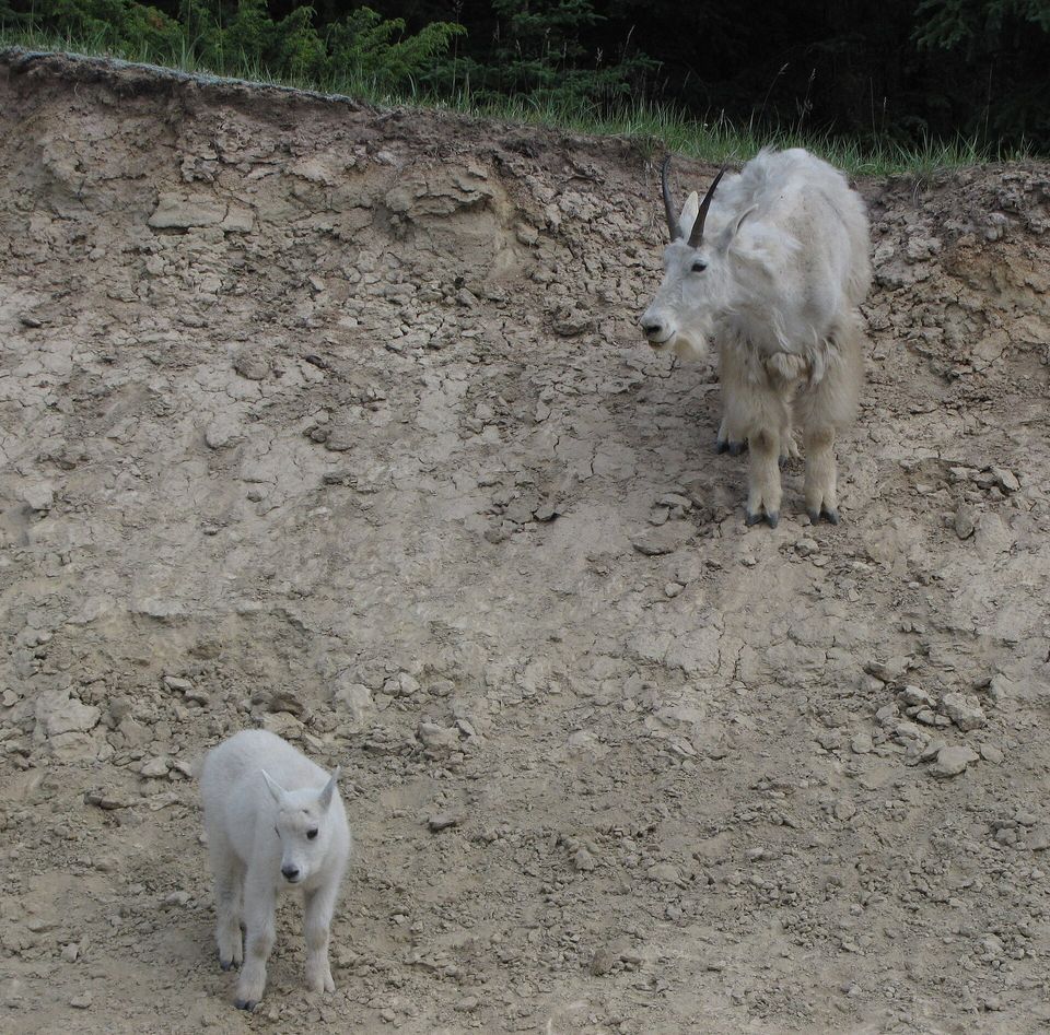 A shaggy white mountain goat with black horns standing on a bare clay bank, a small white kid walking toward the camera below her