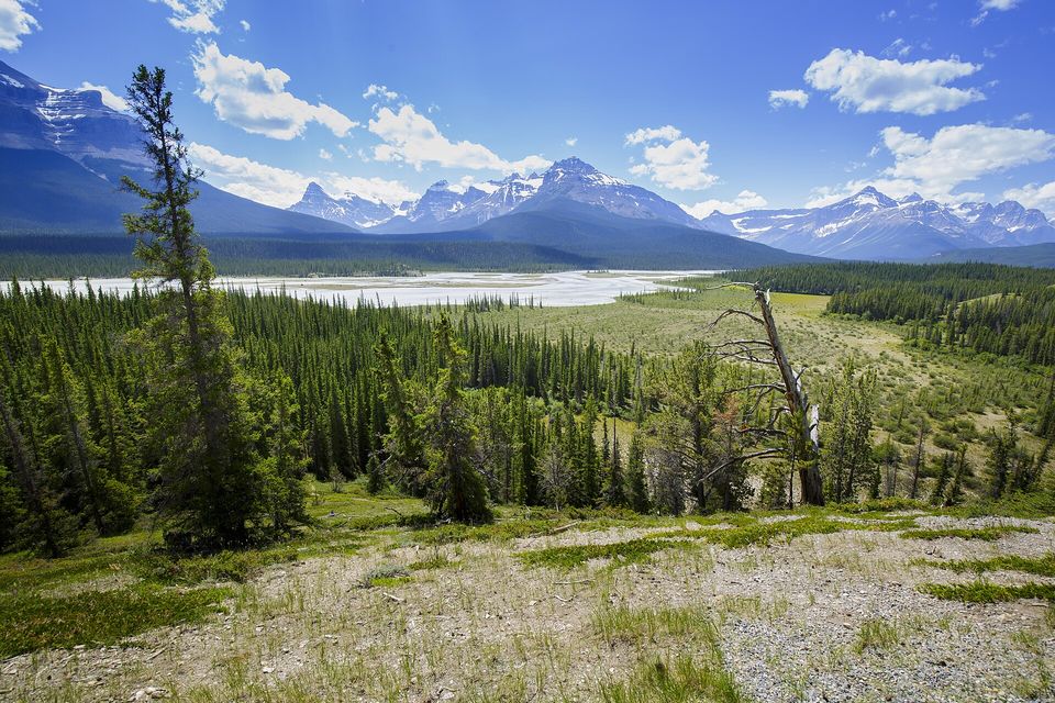 A wide braided river plain of pale gravel below snow-streaked peaks, conifers and a dead silver tree in the foreground