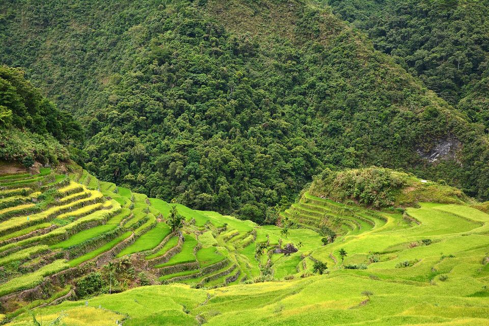 Bright green young rice on Batad's terraces below a steep forested ridge
