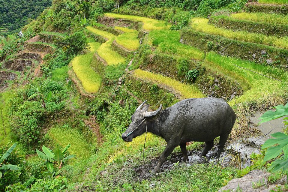 A water buffalo standing on a terrace path among rice paddies at Batad