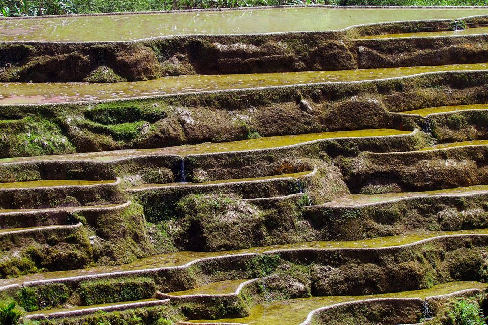 Close view of rice terrace walls in Banaue, each narrow step holding a strip of water and rice