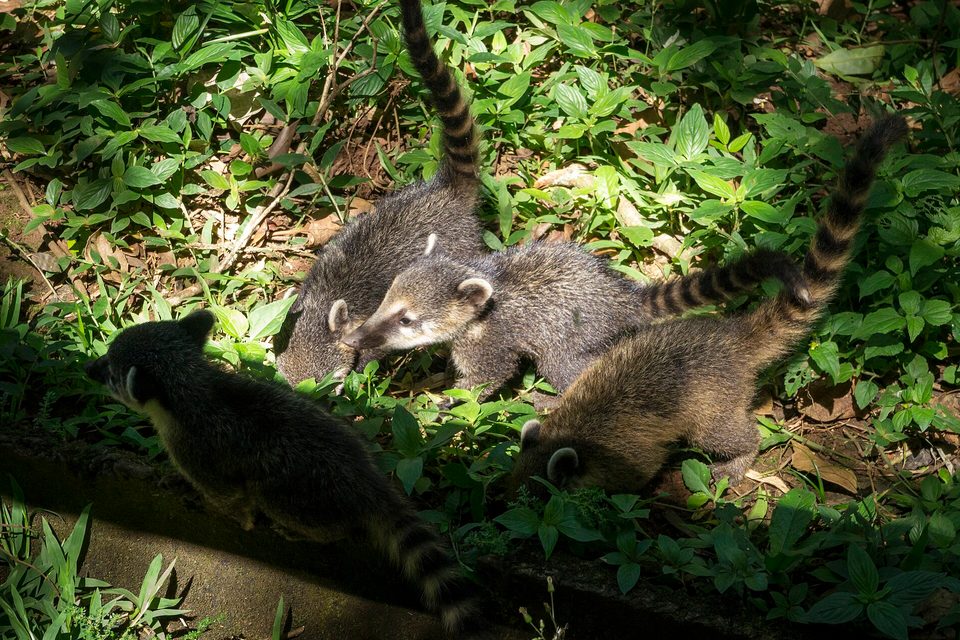 Three young coatis with striped tails foraging in dappled sunlight among green leaves, a fourth walking along a low wall in shade