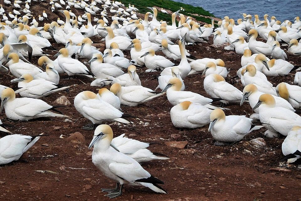 A dense crowd of white gannets with buttery-yellow heads sits on red earth, more birds stretching back up the slope