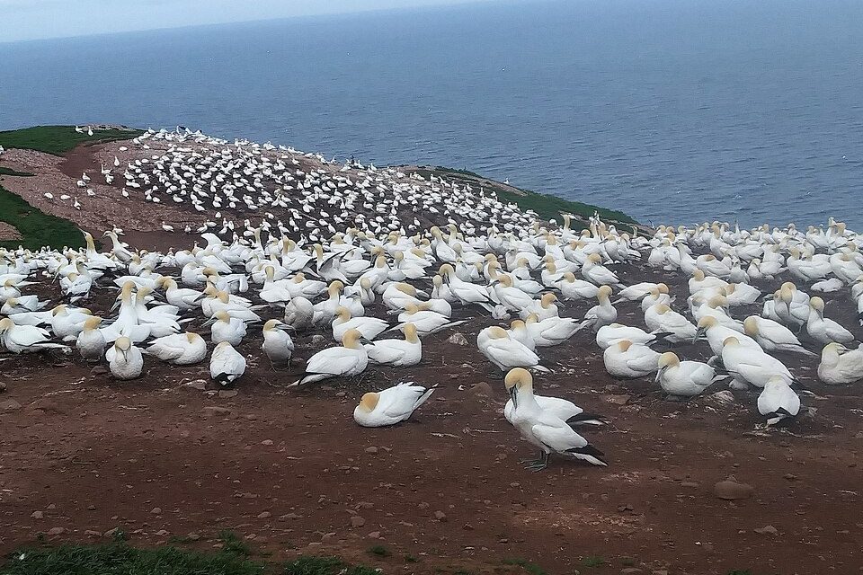 Thousands of white gannets cover a broad red-earth clifftop that runs out to a grey sea