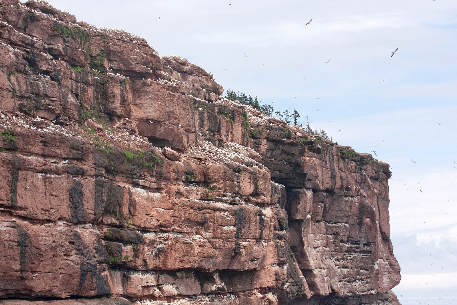 A tall red sandstone cliff, its ledges and top speckled white with nesting gannets, more birds flying against a pale sky