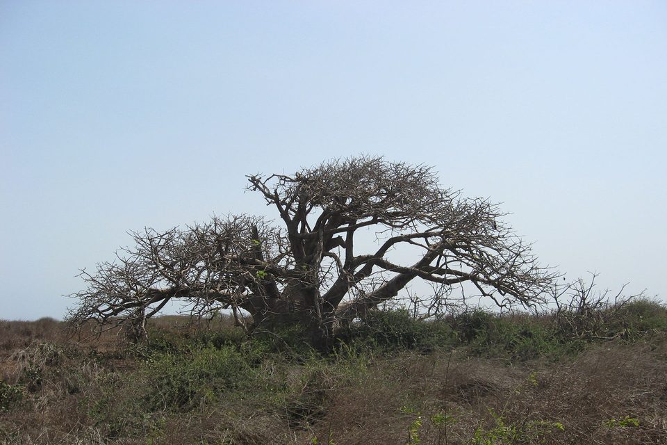 A low, wide baobab with a thick trunk and a tangle of bare, twisting branches spreads over dry grass under a pale sky