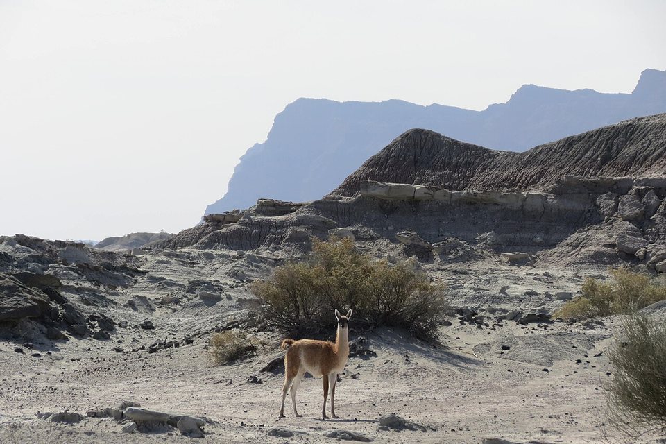 A guanaco standing in grey badland terrain in hazy light