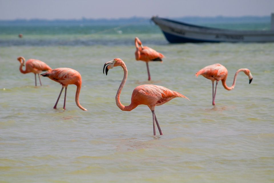 Flamingos wading in shallow water